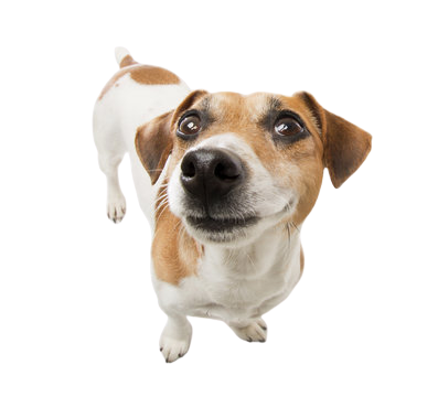 Um sistema web e mobile é voltado para o publico de donos de pet e donos de petshops. O sistema facilita a comunicação entre o dono do pet para a contratação de um serviço ou compra de um produto oferecido pelo petshop